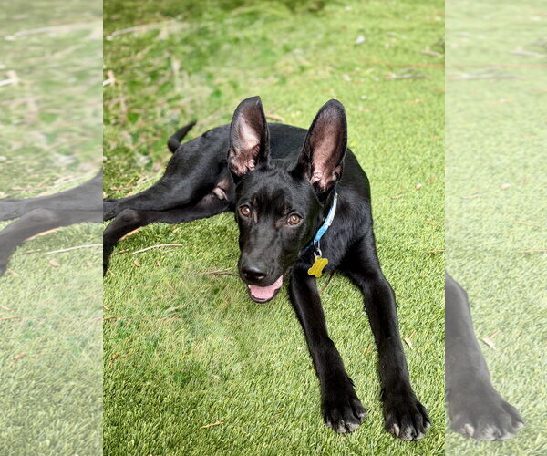 Medium Photo #2 Mutt Puppy For Sale in Sandy, UT, USA