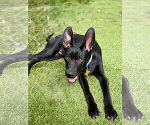 Cobi - Male Mutt Dog for Adoption - Photo #2