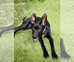 Small #1 Mutt