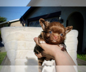 Chihuahua Puppy for sale in SAN JOSE, CA, USA