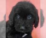 Small Photo #5 Bernedoodle Puppy For Sale in COOLIDGE, AZ, USA