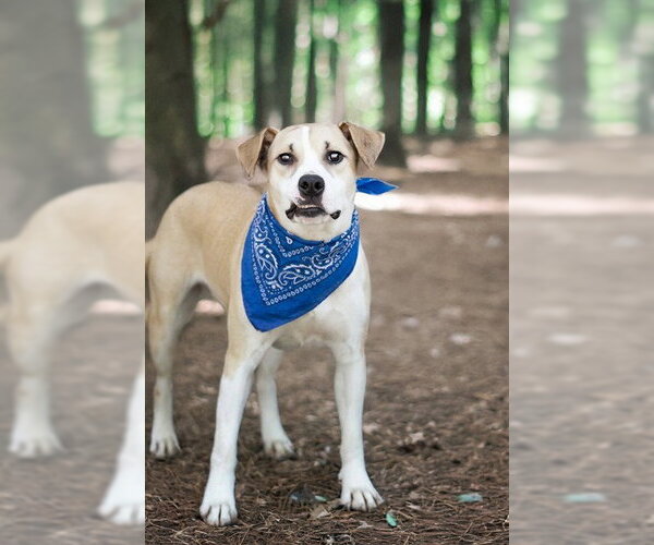 Medium Photo #1 Mutt Puppy For Sale in Belleville, IL, USA