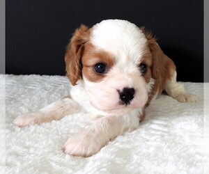 Cavalier King Charles Spaniel Puppy for sale in CARLISLE, KY, USA