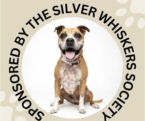 DOVEY - Female Boxer-Unknown Mix Dog for Adoption - Photo #6