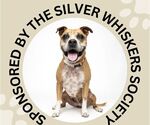 Small #5 Boxer Mix