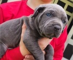 Small Photo #14 Cane Corso Puppy For Sale in WEST MONROE, LA, USA