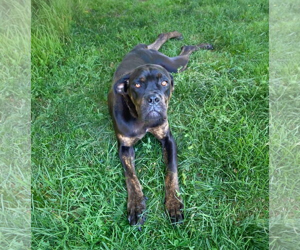 Medium Photo #1 Boxer-Unknown Mix Puppy For Sale in Unionville, PA, USA