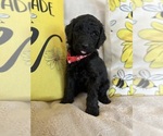 Small #14 Goldendoodle