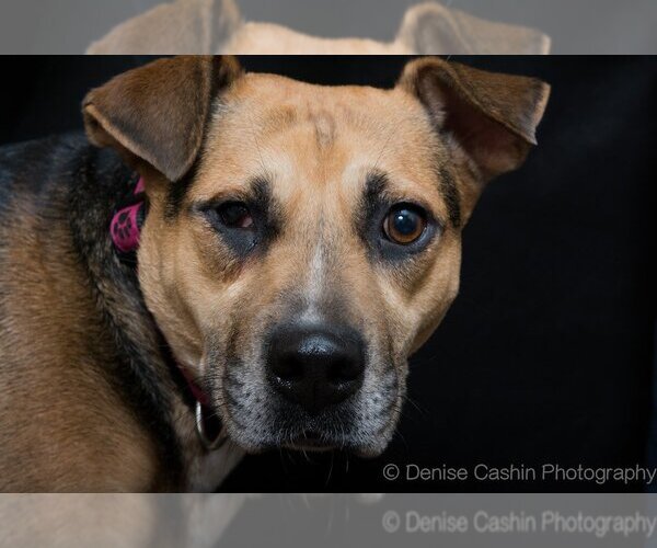 Medium Photo #1 Chinese Shar-Pei-German Shepherd Dog Mix Puppy For Sale in Pittstown, NJ, USA