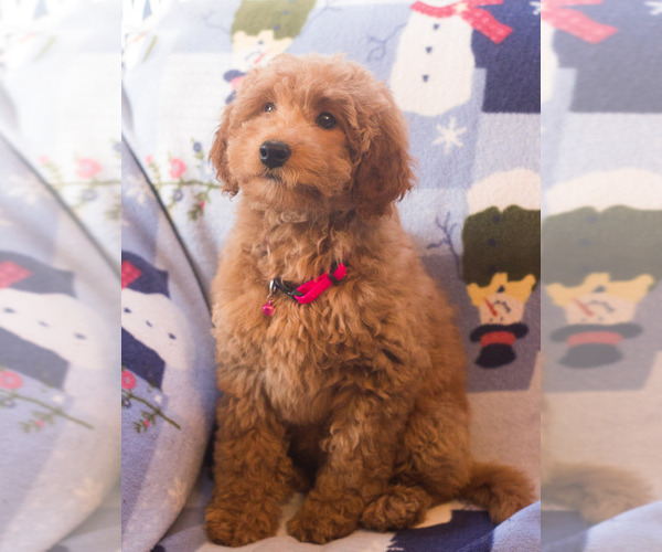 Medium Photo #9 Goldendoodle Puppy For Sale in MILWAUKEE, WI, USA