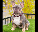 Small Photo #1 French Bulldog Puppy For Sale in OAKLAND, CA, USA