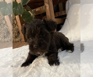 Schnauzer (Miniature) Puppy for sale in WALNUT COVE, NC, USA