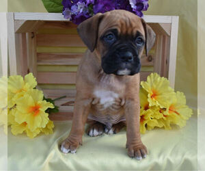 Boxer Puppy for sale in MILLERSBURG, OH, USA