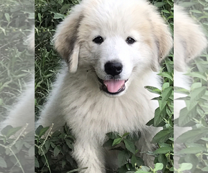 Great Pyrenees Puppy for sale in RAVENEL, SC, USA