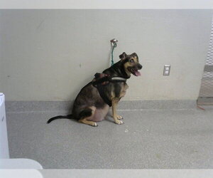Black Mouth Cur-German Shepherd Dog Mix Dogs for adoption in Pasadena, TX, USA