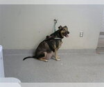 Small Black Mouth Cur-German Shepherd Dog Mix
