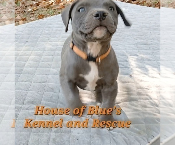 Medium Photo #4 American Pit Bull Terrier Puppy For Sale in DELAWARE, OH, USA