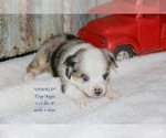 Small Photo #18 Aussie-Corgi Puppy For Sale in LIND, WA, USA