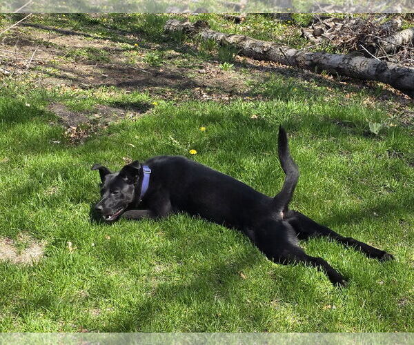 Medium Photo #6 Retriever -Unknown Mix Puppy For Sale in Farmington, MN, USA