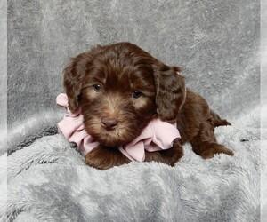 Labradoodle Puppy for sale in FREDERICKSBURG, OH, USA