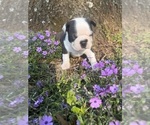 Small #7 Boston Terrier