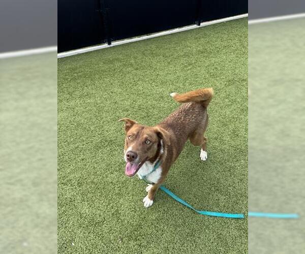 Medium Photo #1 Border Collie Puppy For Sale in San Martin, CA, USA