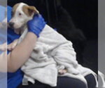 Small Mutt