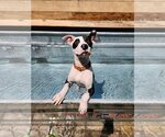 Small #23 American Pit Bull Terrier Mix