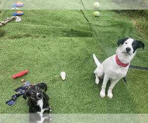 Millie - Female Siberian Husky-Unknown Mix Dog for Adoption - Photo #7