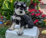 Small #6 Schnauzer (Miniature)