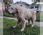 Small Great Pyrenees Mix