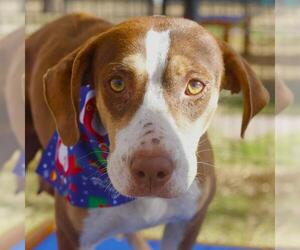 Mutt Dogs for adoption in San Antonio, TX, USA