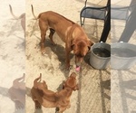 Small Photo #79 Rhodesian Ridgeback Puppy For Sale in MORONGO VALLEY, CA, USA