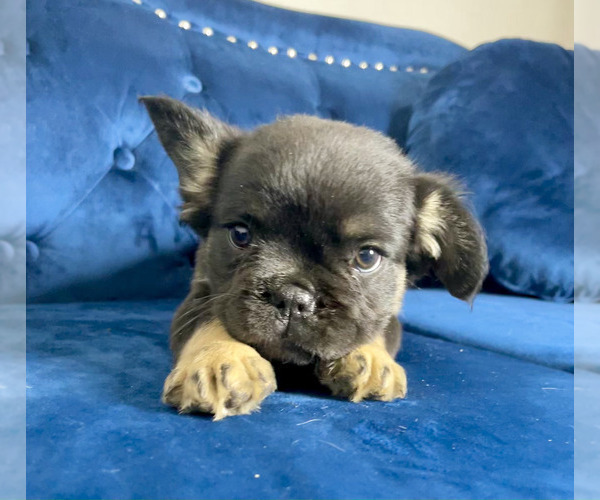 Medium Photo #18 French Bulldog Puppy For Sale in ATLANTA, GA, USA