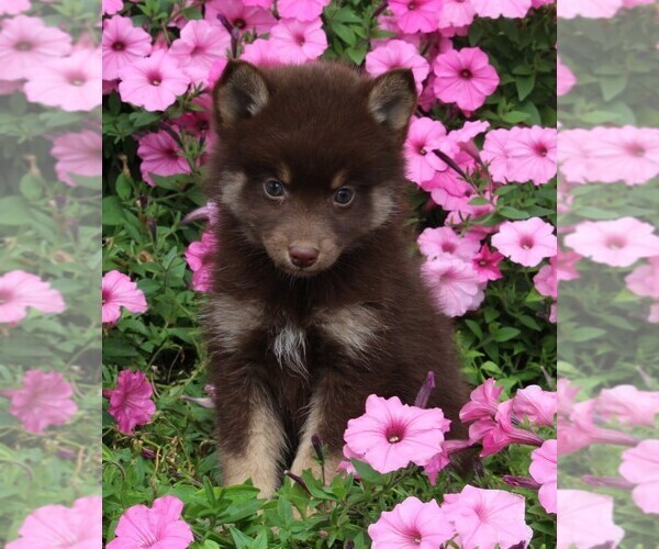 Medium Photo #2 Pomsky Puppy For Sale in FREDERICKSBURG, OH, USA
