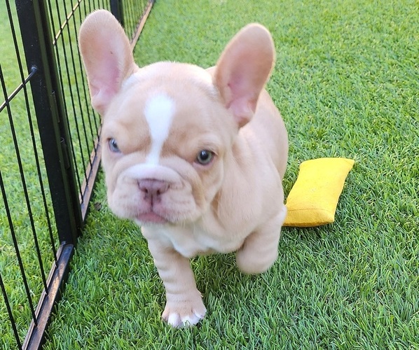 Medium Photo #10 French Bulldog Puppy For Sale in LAS VEGAS, NV, USA