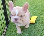 Small #9 French Bulldog