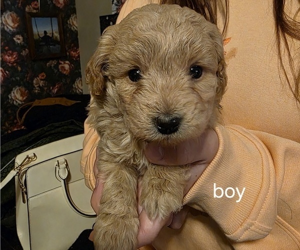 Medium Photo #5 Cavapoo Puppy For Sale in ROSEDALE, IN, USA
