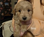 Puppy Eli Cavapoo