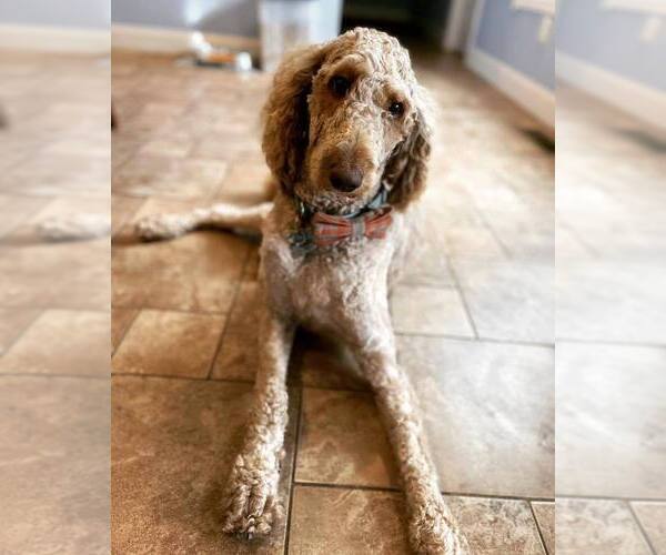 Medium Photo #1 Labradoodle Puppy For Sale in CONNERSVILLE, IN, USA