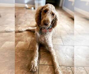 Father of the Labradoodle puppies born on 07/07/2026