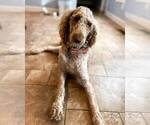 Small Photo #1 Labradoodle Puppy For Sale in CONNERSVILLE, IN, USA