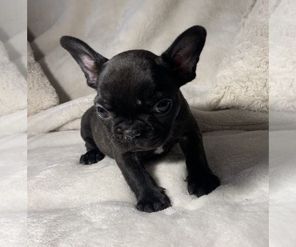 View Ad French Bulldog Puppy for Sale near South Carolina