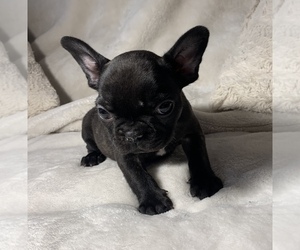 French Bulldog Puppy for sale in JOHNS ISLAND, SC, USA