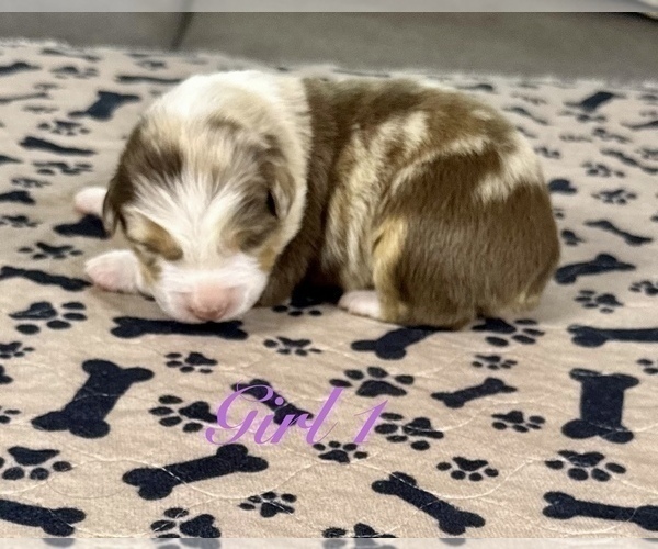 Medium Photo #65 Australian Shepherd Puppy For Sale in SALISBURY, NC, USA