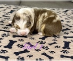 Small Photo #65 Australian Shepherd Puppy For Sale in SALISBURY, NC, USA