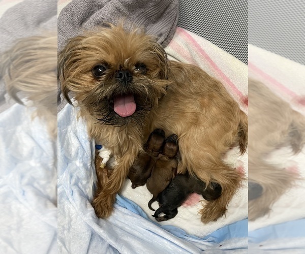 Medium Photo #1 Brussels Griffon Puppy For Sale in LAKE VILLA, IL, USA
