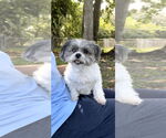 Small #13 Shih Tzu
