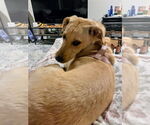 Small #3 Labrador Retriever Mix