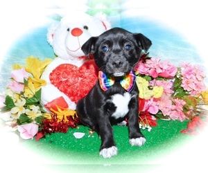 Australian Cattle Dog-Jack Russell Terrier Mix Puppy for sale in HAMMOND, IN, USA